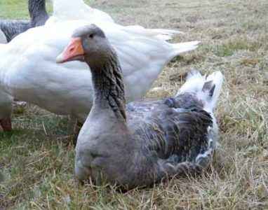 How many goose sits on eggs and why doesn’t it?