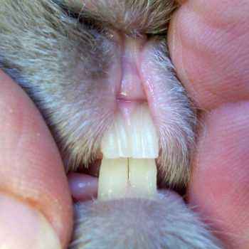 How many teeth does a rabbit have, what diseases affect them