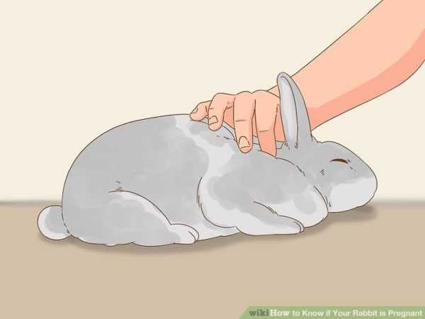 How many weeks does a rabbit's pregnancy last?