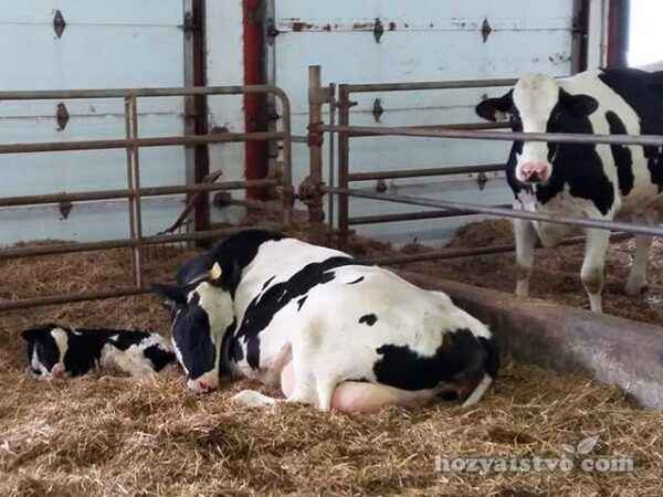 How much milk can a cow give per day, which affects milk yield?
