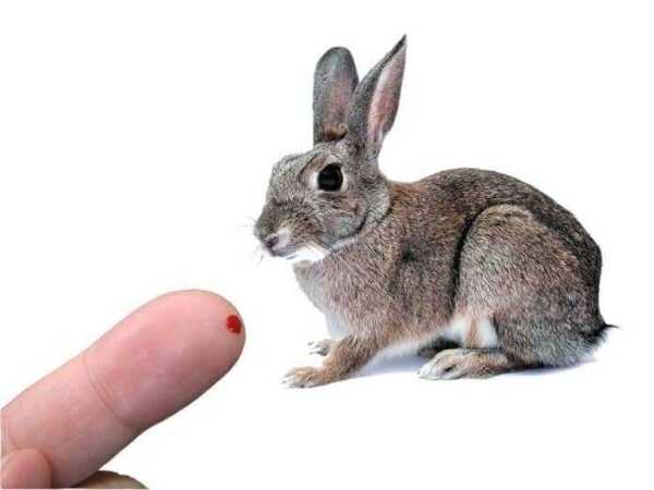 How much rabbits bite