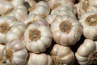 How often should garlic be watered