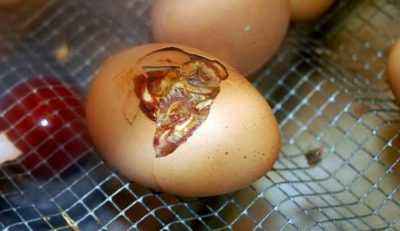 How should chicken eggs incubate?