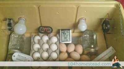 How to assemble an incubator for quail yourself