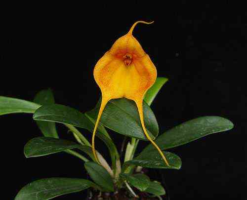 How to Care for a Masdevallia Orchid