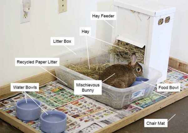 How to care for rabbits
