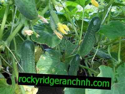 How to cope with the yellowing of cucumber leaves in a greenhouse