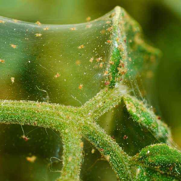 How to deal with a spider mite on cucumbers