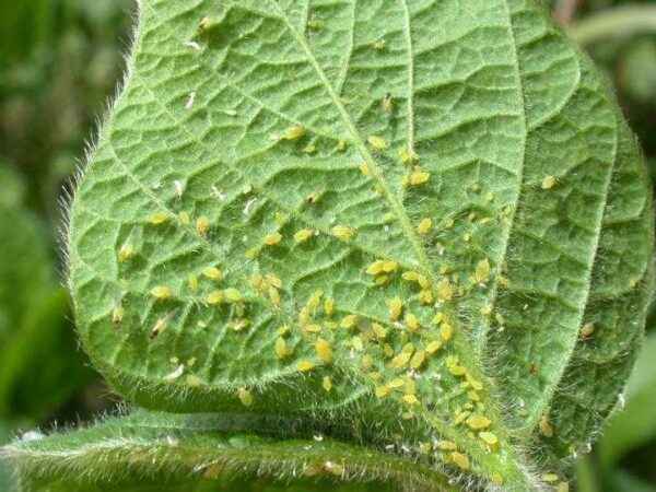 How to deal with aphids on pepper