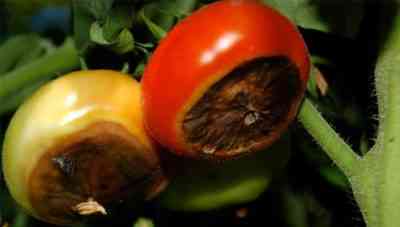 How to deal with the top rot of tomatoes