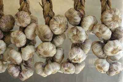 How to feed garlic with ammonium nitrate