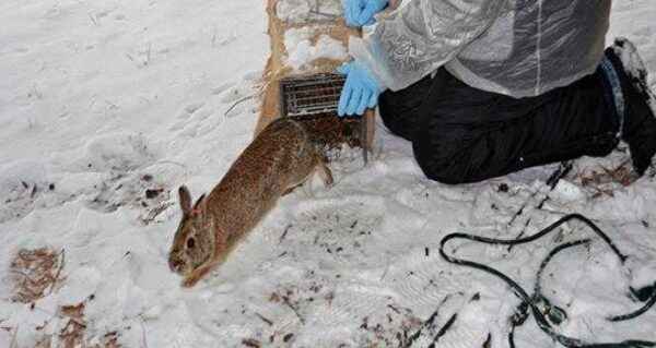 How to feed rabbits in winter