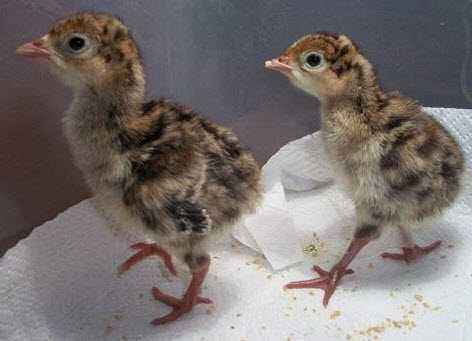 How to feed turkey poults in the first days of life and the following months