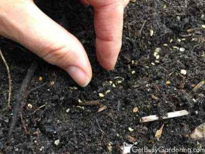 How to germinate carrot seeds quickly