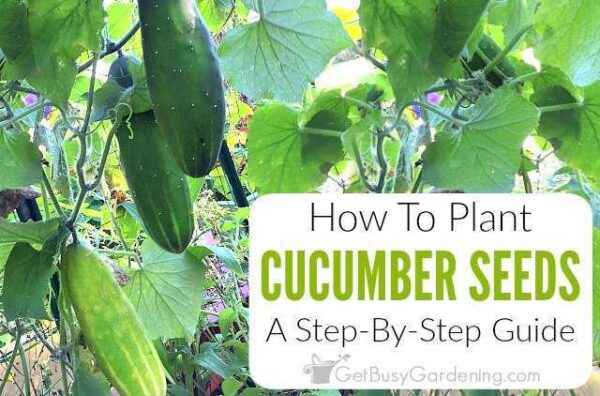 How to germinate cucumber seeds before planting