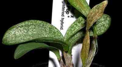 How to get rid of cobweb and shell mite on orchids