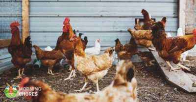 How to get rid of parasites in chickens in a chicken coop
