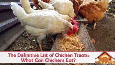 How to give fish oil to chickens and chickens