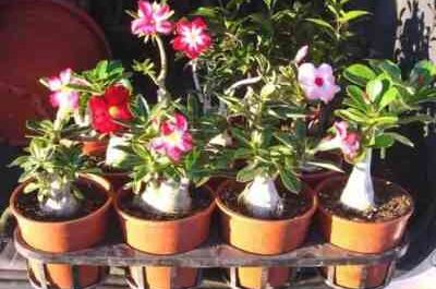 How to grow Adenium from seeds - a simple instruction