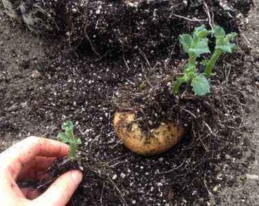 How to grow potatoes from sprouts