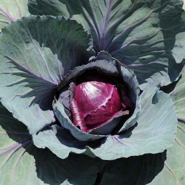 How to grow red cabbage seedlings