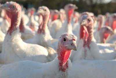How to increase the egg production of farm turkeys
