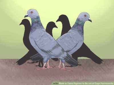 How to save and grow domestic pigeons