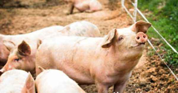 How to make a pig farm yourself