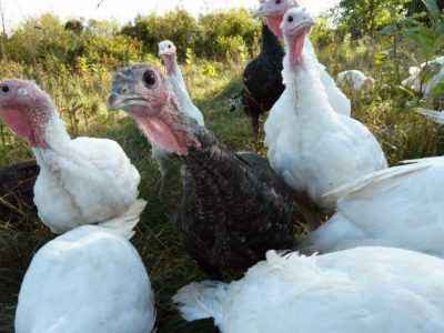 How to make a turkey barn yourself