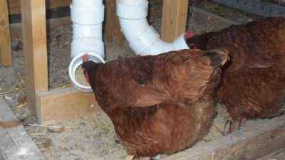 How to make your own chicken feeder