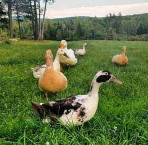 How to plant a duck on eggs