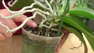 How to plant an orchid