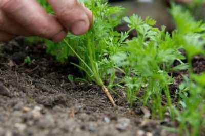 How to plant carrots without thinning