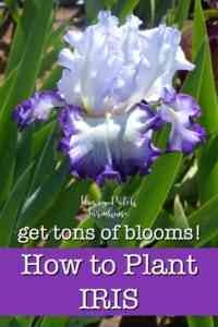 How to plant irises in the fall - step by step instructions