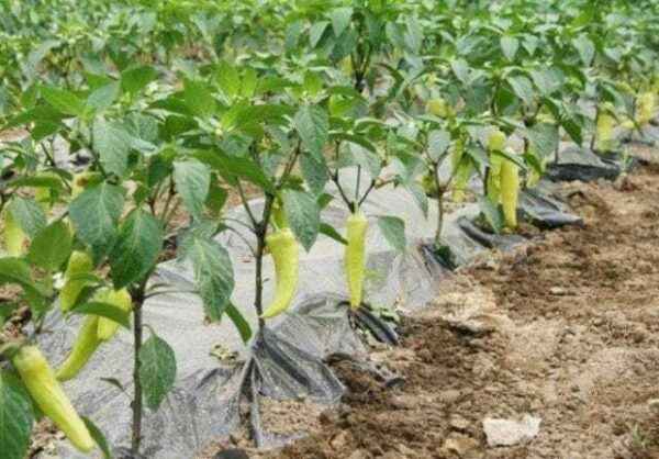 How to plant pepper in open ground