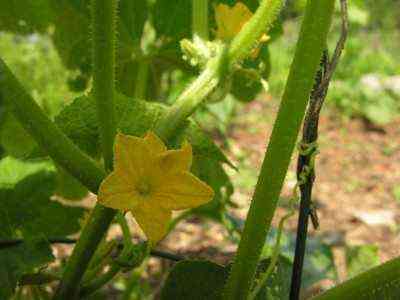 How to pollinate cucumbers on your own