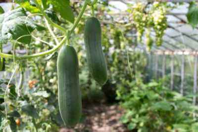 How to process cucumbers in a greenhouse