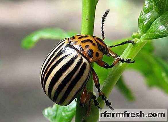 How to process potatoes tar from the Colorado potato beetle