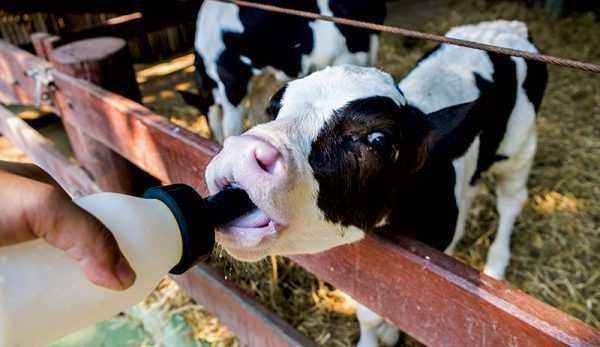 How to properly feed newborn calves