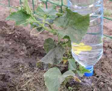 How to properly water cucumbers in a polycarbonate greenhouse