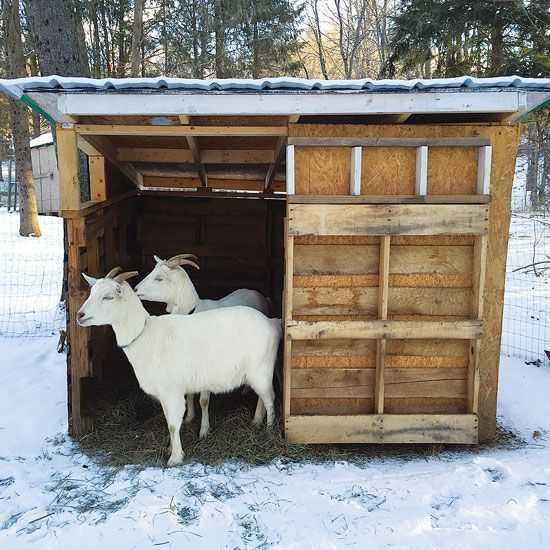 How to quickly build a goat house with your own hands