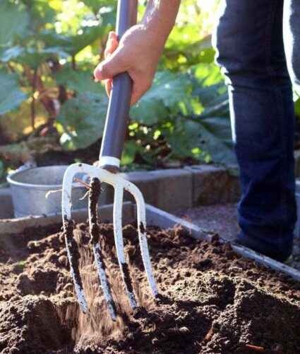 How to rake the ground from garlic
