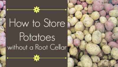 How to store potatoes in the apartment and in the house