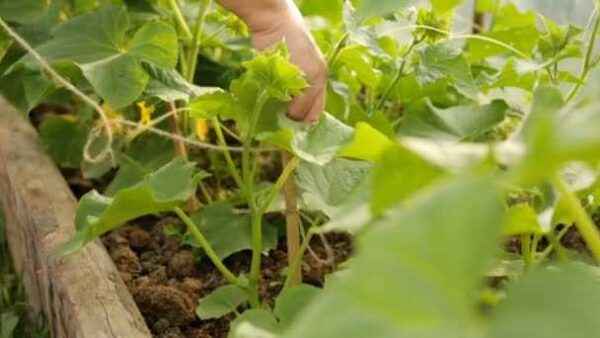 How to tie up cucumber bushes