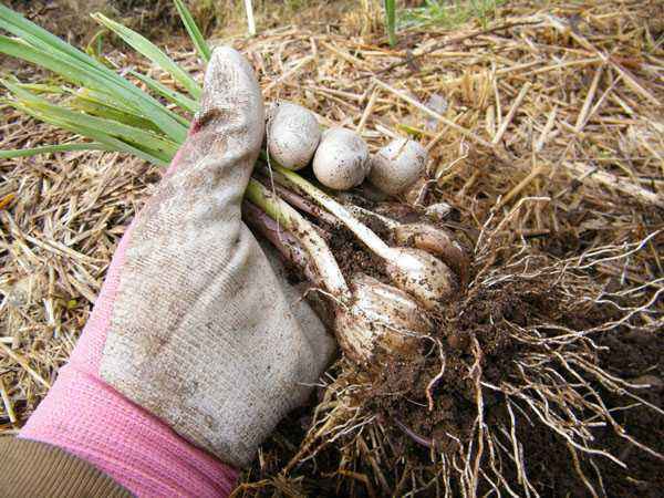 How to transplant garlic in spring