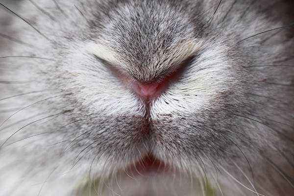 How to treat a wet muzzle in rabbits