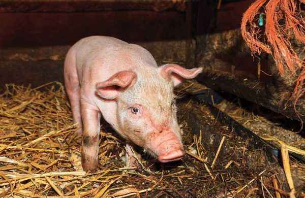 How to treat diarrhea in piglets