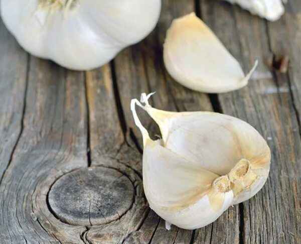 How to treat garlic
