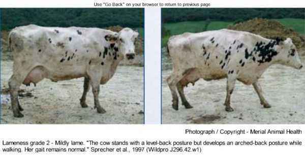 How to treat joints of cows and calves
