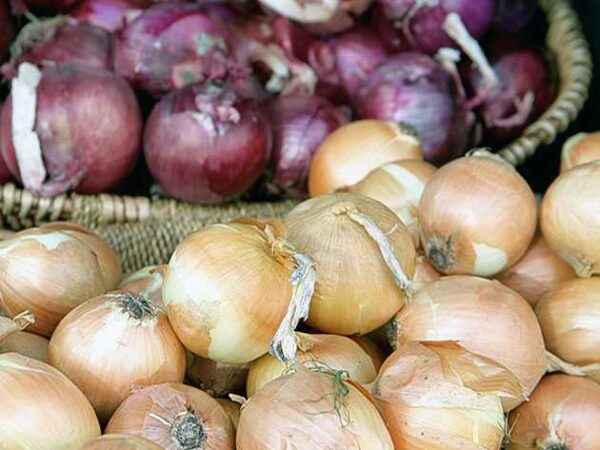 How to treat peronosporosis of onions
